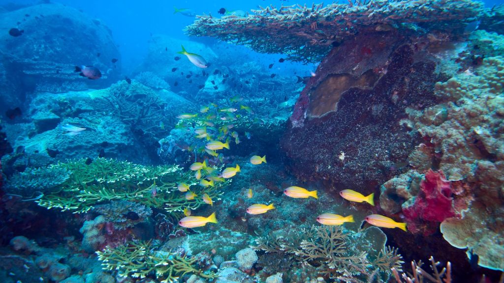 corals-you-will-see-underwater-in-dapitan-dive-sites-dapitan-scuba-diving
