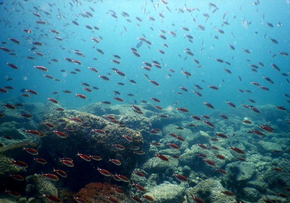 shallow coral gardens in Dapitan’s crystal-clear waters in Zamboanga del Norte