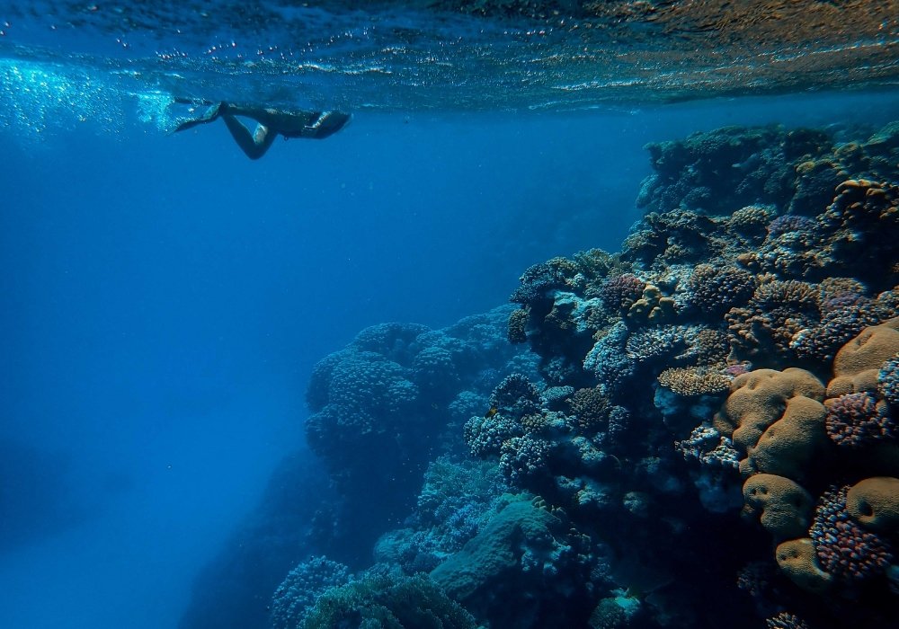 Freediver gliding over shallow coral gardens in Dapitan’s crystal-clear waters in Zamboanga del Norte-tagulo dive site