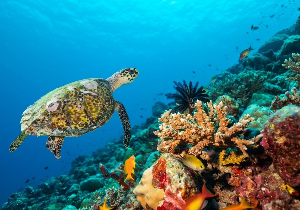 Diver swimming alongside a green sea turtle during a scuba dive in Aliguay Island, Dapitan-dapitan scuba diving