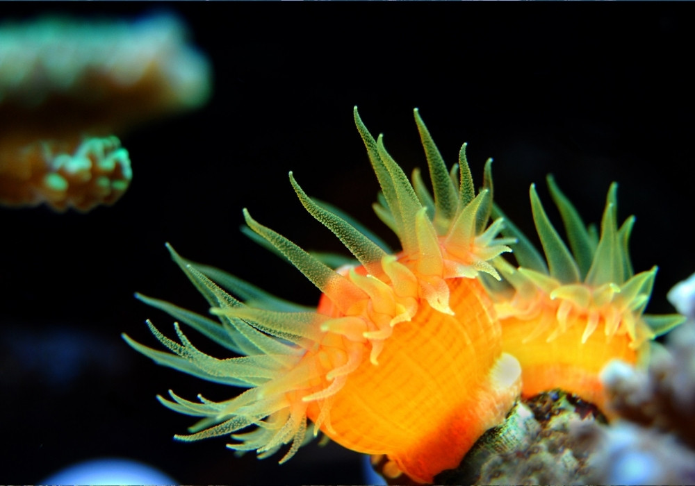 Close-up of a nudibranch spotted at Balas Balas dive site in Dapitan City, ideal for macro diving