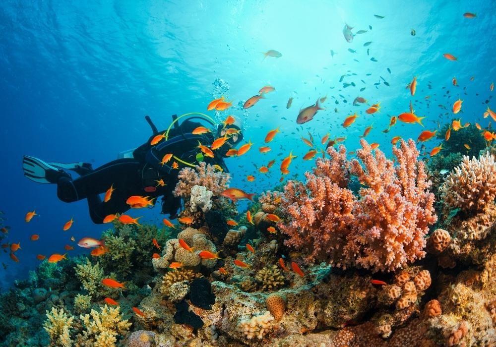 Vibrant coral reef ecosystem teeming with tropical fish in a Dapitan scuba diving site in Zamboanga del Norte