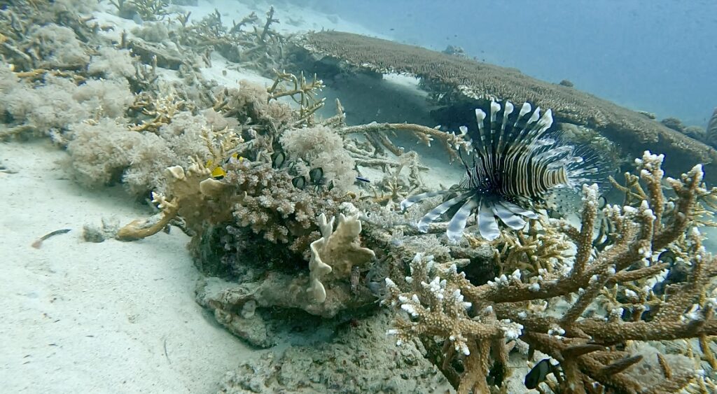 scuba-diving-in-dapitan-coral-reef-in-dapitan-city-zamboanga-del-norte