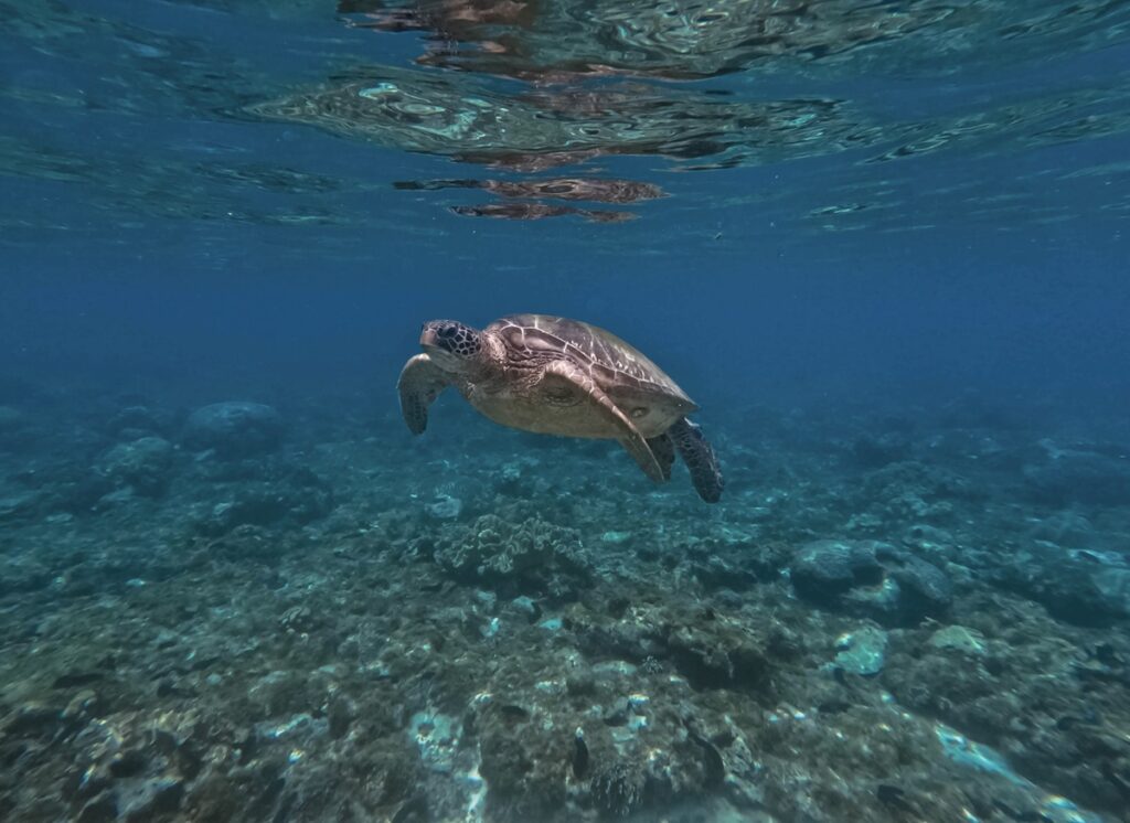 sea-turtle in apo island dauin negros oriental