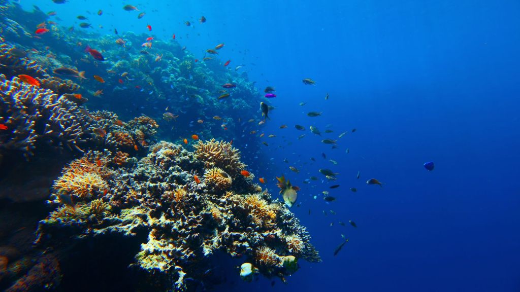 tagulo-dapitan-city-corals-in-tagulo-dive-site-tagulo-dapitan-city-zamboanga-del-norte