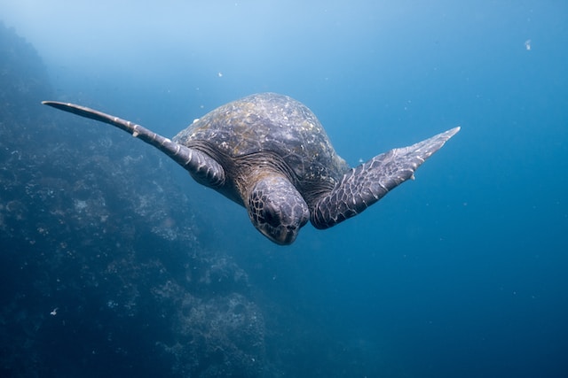Sea-Turtle-Photo-by-Dustin-Haney-on-Unsplash-Interesting Facts You Need To Know About Sea Turtles