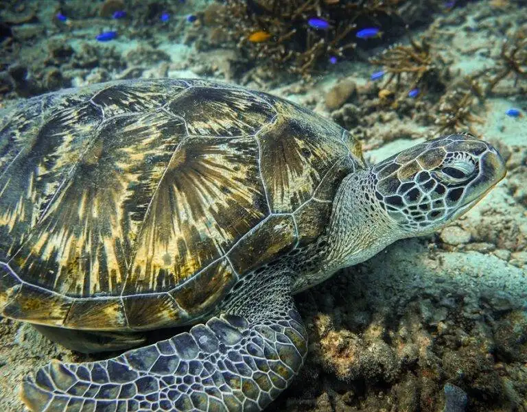 Sea-Turtle-Photo-by-James-Thornton-on-Unsplash