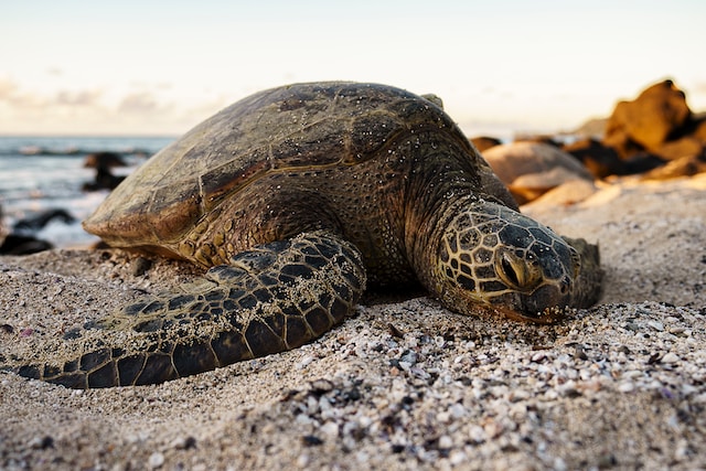 Sea-Turtle-Photo-by-Jessica-Wong-on-Unsplash-Interesting Facts You Need To Know About Sea Turtles