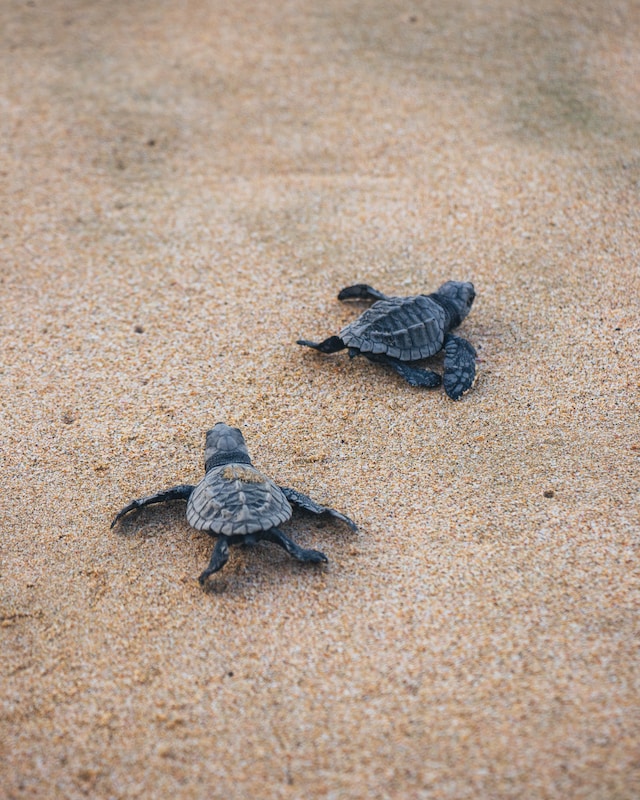 Sea-Turtle-Photo-by-Josue-Soto-on-Unsplash-Interesting Facts You Need To Know About Sea Turtles