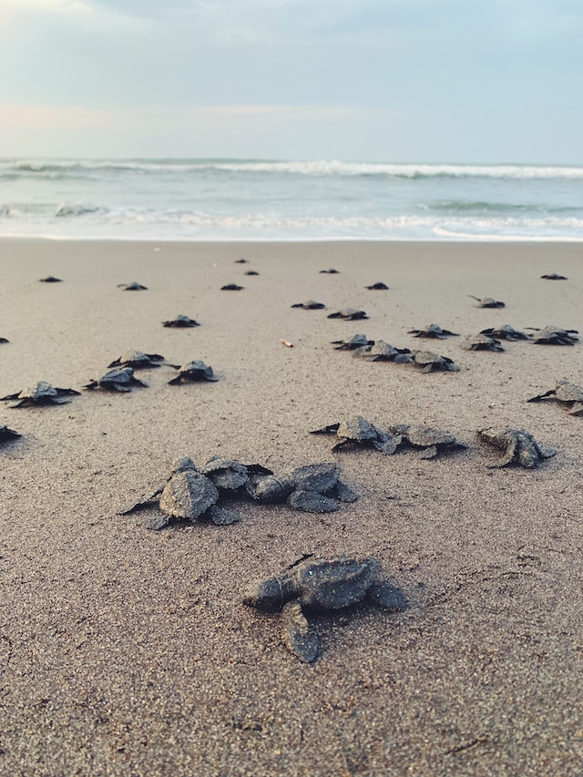 Sea-Turtle-Photo-by-Marc-Andre-Julien-on-Unsplash-Interesting Facts You Need To Know About Sea Turtles