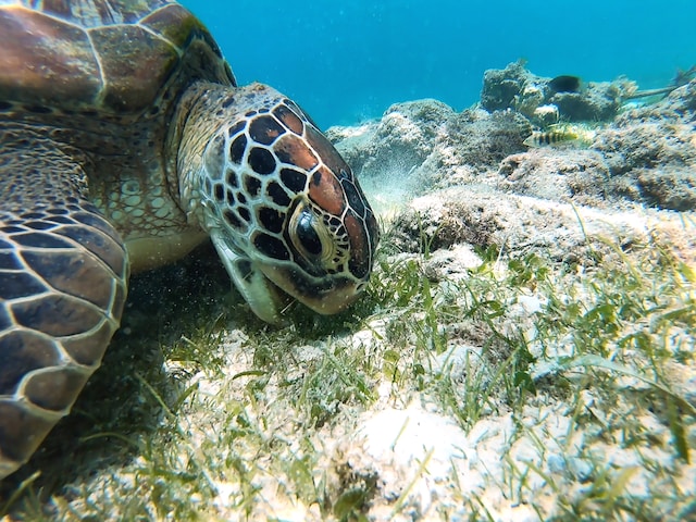Sea-Turtle-Photo-by-Olga-ga-on-Unsplash-2-Interesting Facts You Need To Know About Sea Turtles