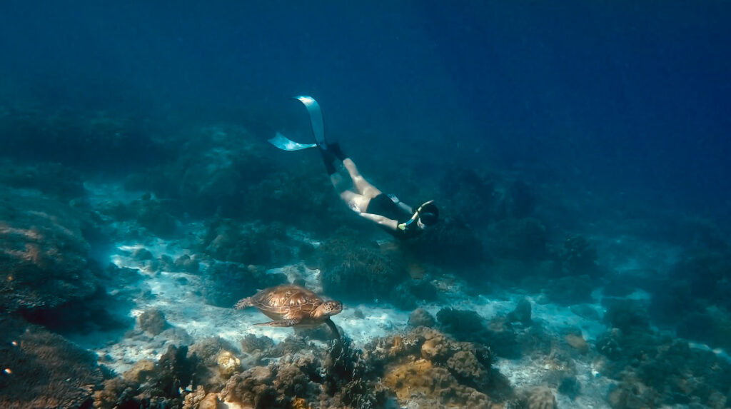 about-sea-turtles-average-life-span-of-sea-turtles-a-female-freediver-diving-with-a-sea-turtle-seaturtle-lifespanofseaturtle