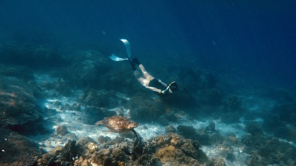 freediving-in-apo-island-dauin-negros-oriental with sea turtles