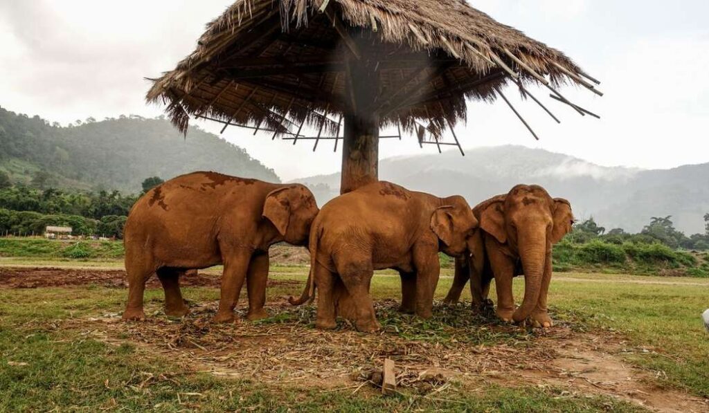 Best-Things-to-Do-in-Chiang-Mai-Thailand-best-travel-guide-elephant-sanctuary-in-chiang-mai-thailand