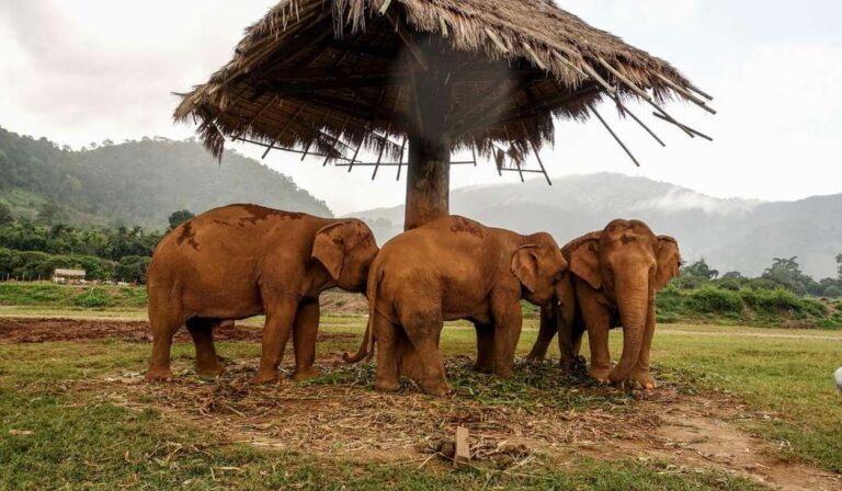 Best-Things-to-Do-in-Chiang-Mai-Thailand-best-travel-guide-elephant-sanctuary-in-chiang-mai-thailand