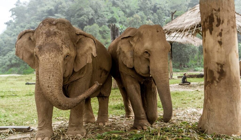 Best-Things-to-Do-in-Chiang-Mai-solo-travel-guide-Visit-Ethical-Wildlife-and-Nature-Spots