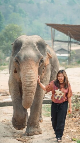 solo travel tips for beginners-solo female traveler with an elephant in chiang mai thailand solo-travel-tips-for-beginners-solo-female-traveler-with-an-elephant-in-chiang-mai-thailand-1